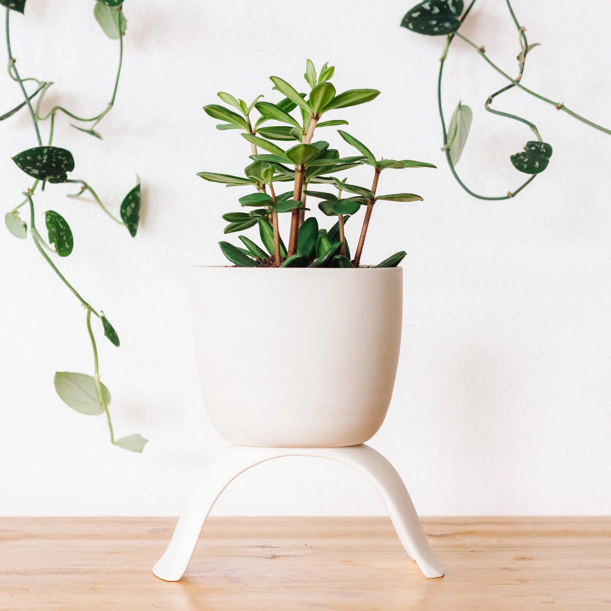 Elevated Porcelain Planter - Medium